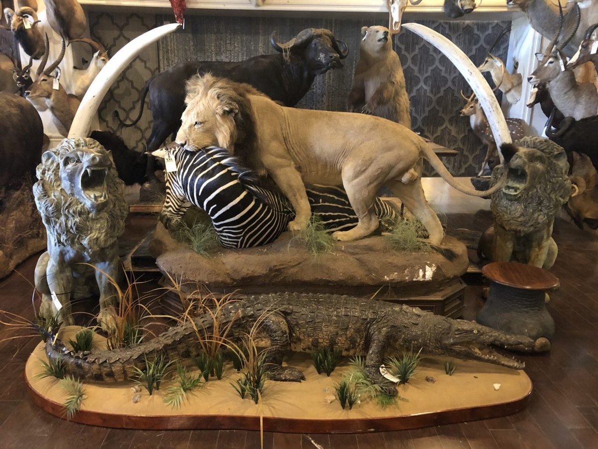 Mounts and trophy-room pieces lined up for a Western Sportsman auction